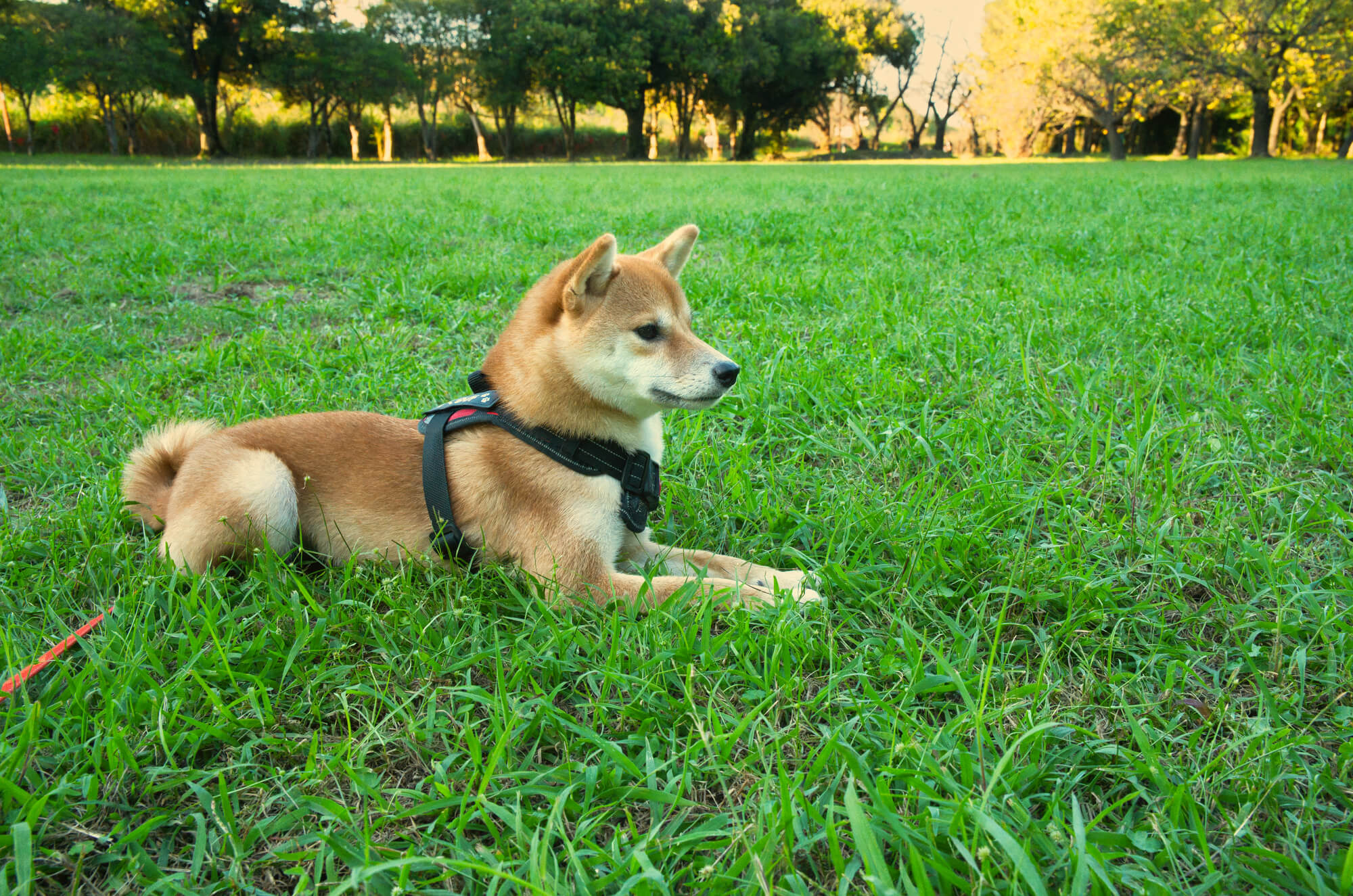 犬用ハーネスのブランドを選ぶときのポイント